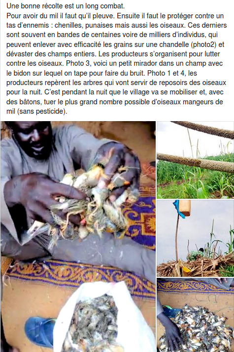 #récolte #mil #ennemis #oiseaux
Une bonne récolte est un long combat. 
Lien facebook.com/recaniger/post…