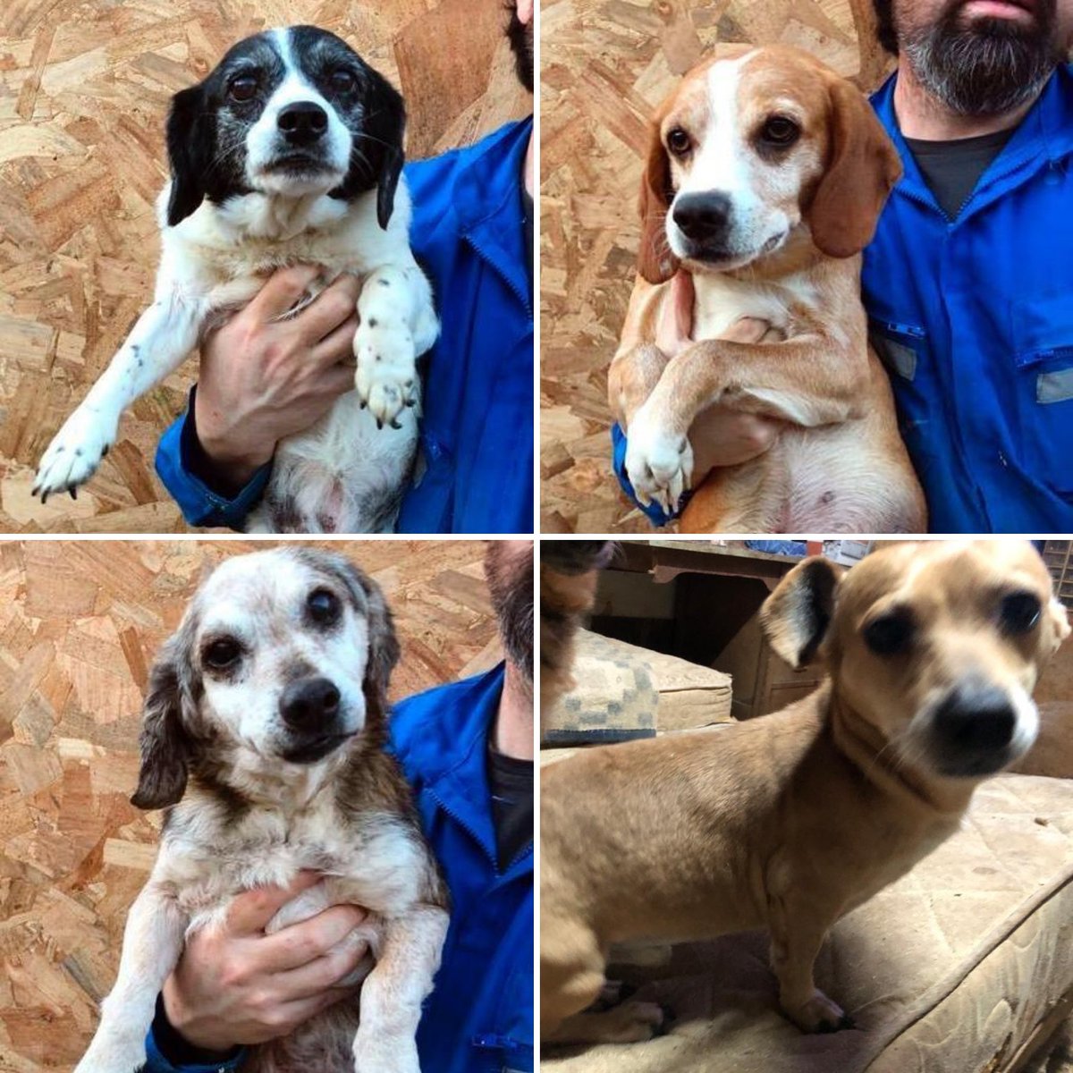 Valpo. Si alguien reconoce alguno de éstos perritos perdidos Se buscan adoptantes pq tienen problemas para alimentarlos, son más de 50.Porfa ayuda con RT 56992373208