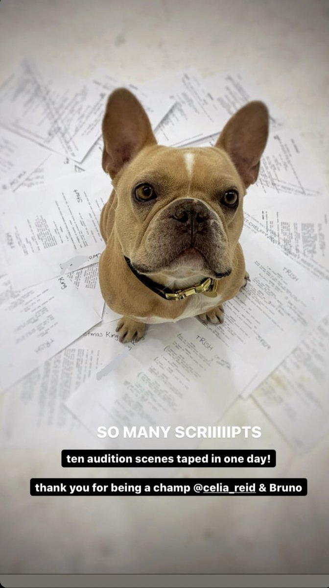 ChelsReistDaily's tweet photo. ( Photo ) 📸 —> Chelsey posted this adorable photo on her Instagram stories staring her friend Celia’s dog, Bruno. https://t.co/gS6x8MwTPR