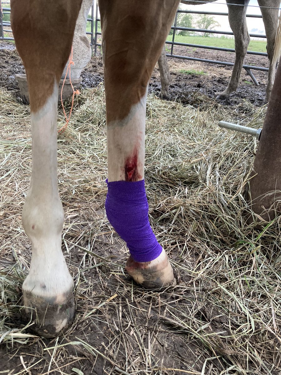 comarah_stables's tweet photo. Rough day today. Started with the horses getting out and having to go get them from the neighbor’s down the road in the rain, THEN this evening my yearling filly went through a fence and sliced her leg up. #howwasyoursunday #istheweekendoveryet https://t.co/kGT8UnbL68