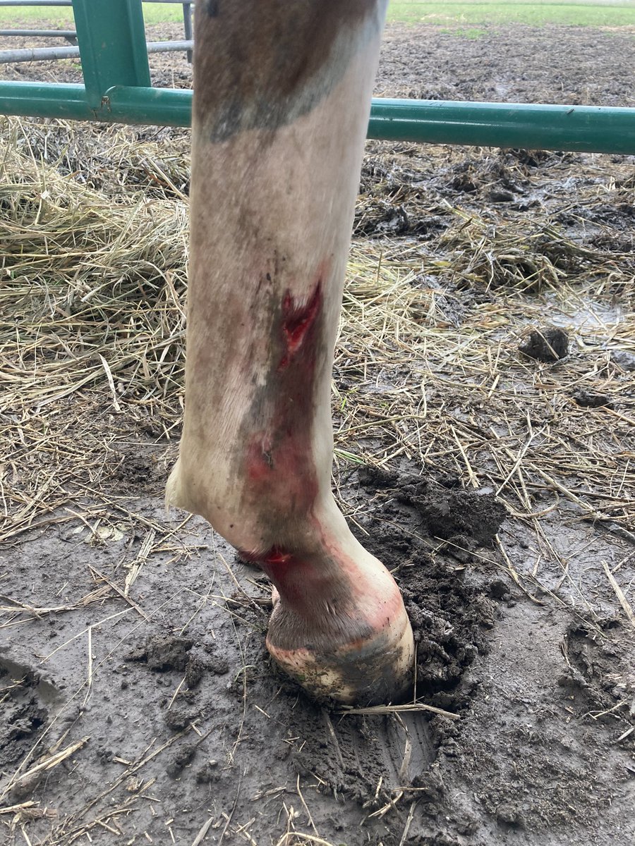comarah_stables's tweet photo. Rough day today. Started with the horses getting out and having to go get them from the neighbor’s down the road in the rain, THEN this evening my yearling filly went through a fence and sliced her leg up. #howwasyoursunday #istheweekendoveryet https://t.co/kGT8UnbL68