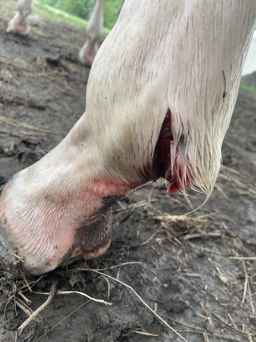 comarah_stables's tweet photo. Rough day today. Started with the horses getting out and having to go get them from the neighbor’s down the road in the rain, THEN this evening my yearling filly went through a fence and sliced her leg up. #howwasyoursunday #istheweekendoveryet https://t.co/kGT8UnbL68