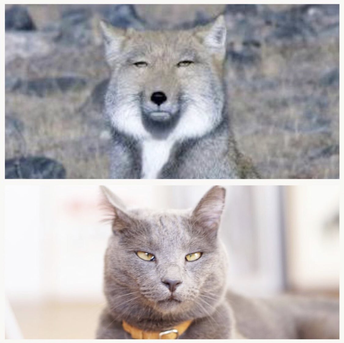 可愛い子猫が成長したらチベットスナギツネっぽくなった Togetter