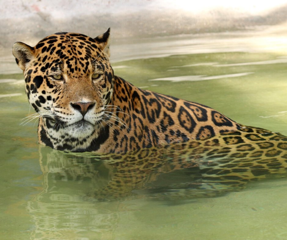 29+ Haunted Zoo Victoria Tx Background