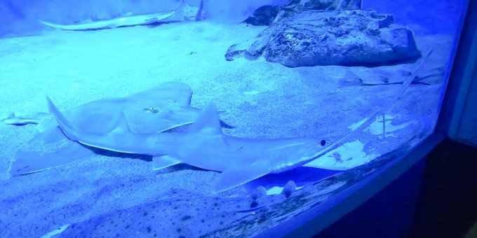 イワシの大群のtwitterイラスト検索結果 古い順