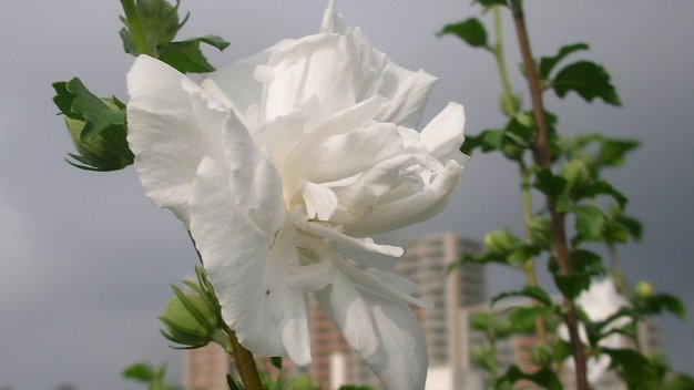 kamisama_kotoba's tweet image. I entrust, relax, wait, and follow. For I trust the wisdom and the perfection of timing.

委ね寛ぎ待ち従う。
叡智＆タイミングの完全さを信頼しているから。
#entrust #委ねる #phase #段階