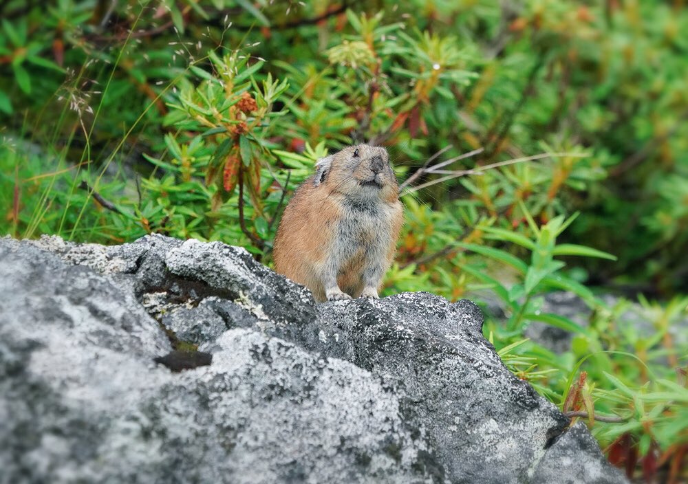 p_yamanoue's tweet photo. 先日お泊まりのお客様より
ナキウサギの写真をいただきました
誠に有難うございます。

#ナキウサギ
#ととのいました層雲峡 
#ペンション山の上 https://t.co/zeR1IRnOlt