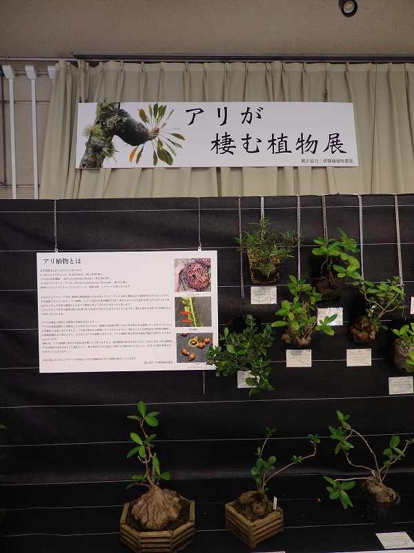 名古屋市東山動植物園 不可思議 珍しい アリが棲む植物展 植物園で8月16日まで開催中 全国的にも珍しい 奇妙な形のアリ植物 約100点が一度に見られる滅多にないチャンスです 涼しい植物会館でゆっくりご覧ください 東山動植物園 アリ植物 不思議