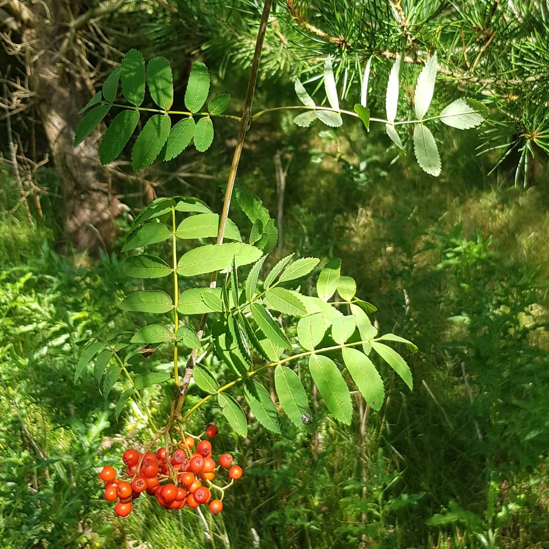 pinkpebs's tweet photo. Four of my best pics taken at @WatchtreeNR yesterday. Not pictured: roe deer and huge dragonflies which evaded the phone lens #Watchtree https://t.co/MiehgJ8c9L