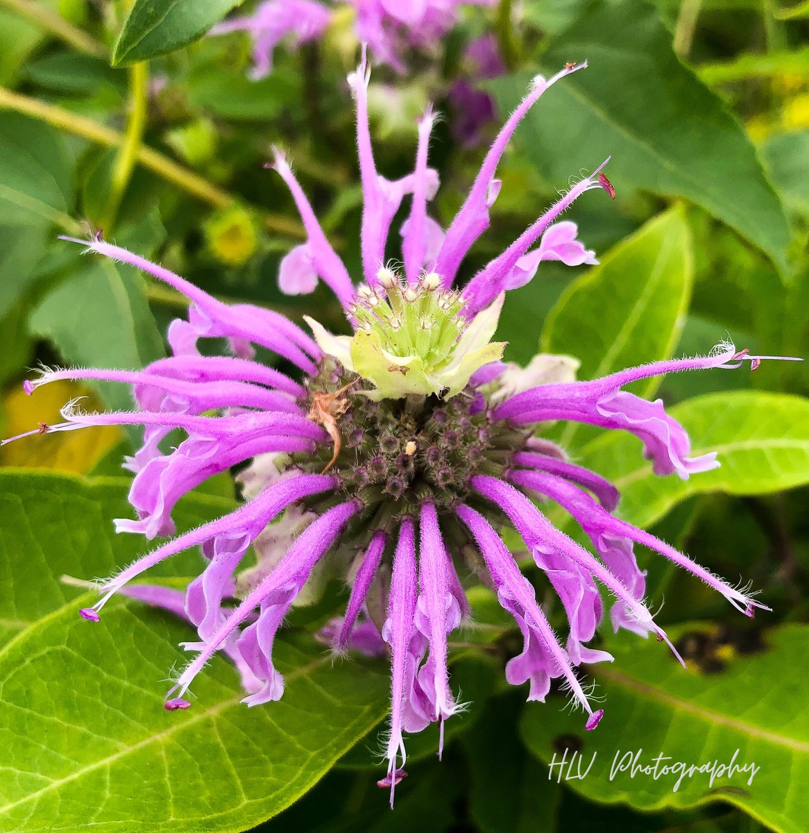 HlvPhotography's tweet photo. Nature is one of my favorite things to photograph! 🌺 https://t.co/zG8CSYBbJD
