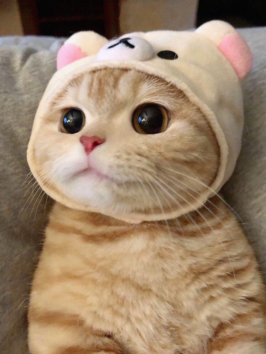 Tweet altına kedi fotosu bırak🐈