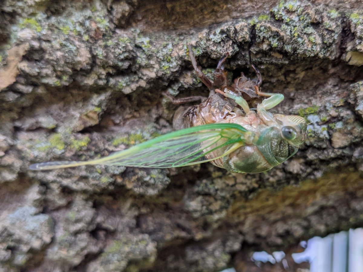 TheRareRabbit's tweet photo. #Cicadas emerging https://t.co/vElK3Q1bUS