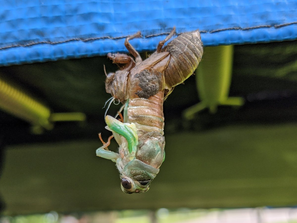 TheRareRabbit's tweet photo. #Cicadas emerging https://t.co/vElK3Q1bUS