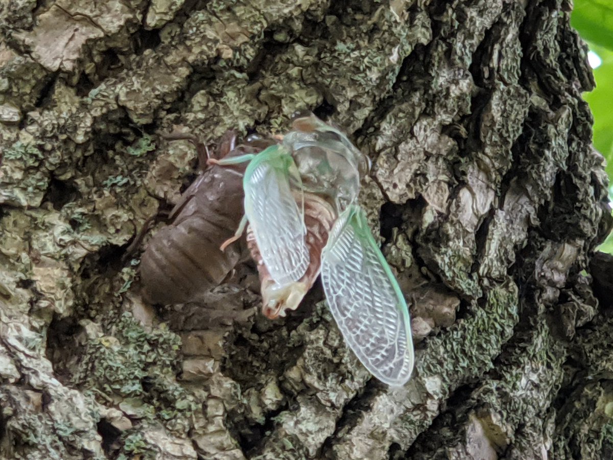 TheRareRabbit's tweet photo. More #cicadas https://t.co/5dFhBstxck