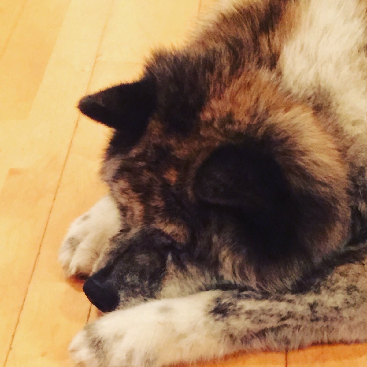 anne_ahickey's tweet photo. @Beata_Azlan My beautiful pet Yoko passed away a year ago today as well. Hope theyโre running free together. Miss her every day #OTRW ๐ #dogsoftwitter https://t.co/H4W0toxygp