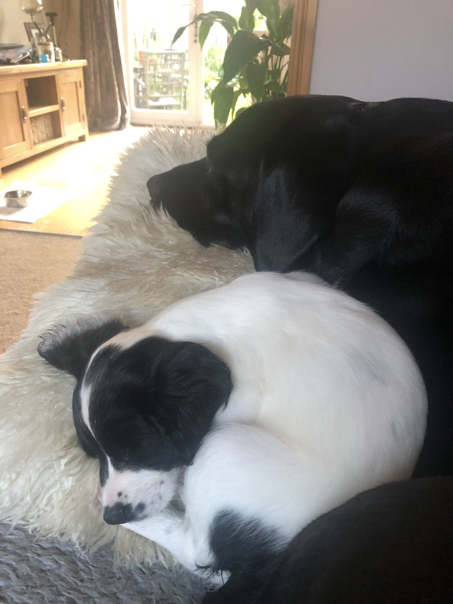 DieselandMaggie's tweet photo. Thatโs it ... Iโm in charge for a while! Wish me luck! ๐
๐
miss you already Mum ๐ have a great day at work! #puppysitting #pleasebehave #netflixandchill ๐๐พ๐ https://t.co/2lVjhZ69v1