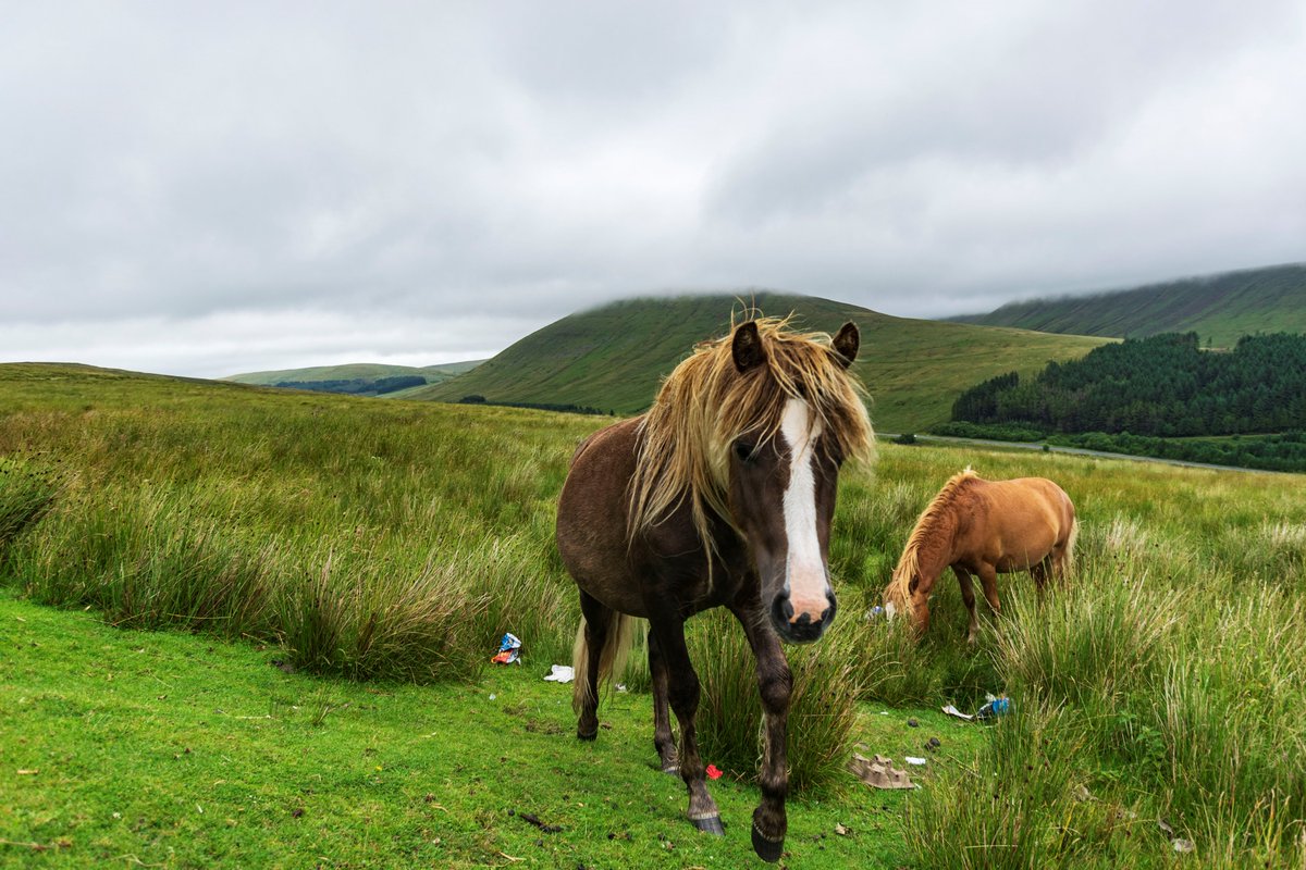 Jason13photos's tweet photo. Recent trip to @BreconBeaconsNP to see the wild horses! 
#photography #Wales #Horses #WildHorses #ThePhotoHour #Nikon #EarthCapture #TwitterNatureCommunity #NaturePhotography #nature #photographer #birdphotography
@Team4Nature
@PicPublic @NatureUK @nikonians @NikonProEurope https://t.co/kMnbok2CHC