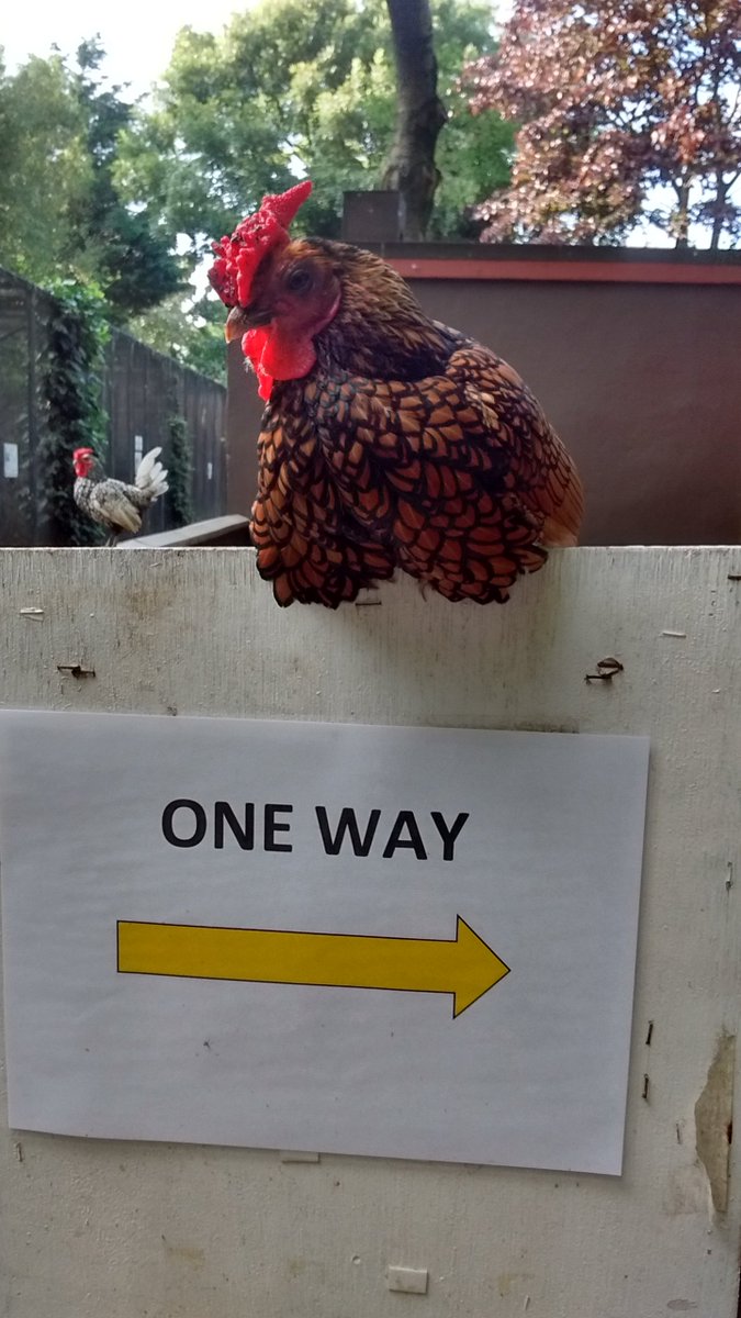 Just in case visitors forget we have a one way system- one of our bantams has taken to Manning the sign! #onewayonly #bantam #chicken #summer