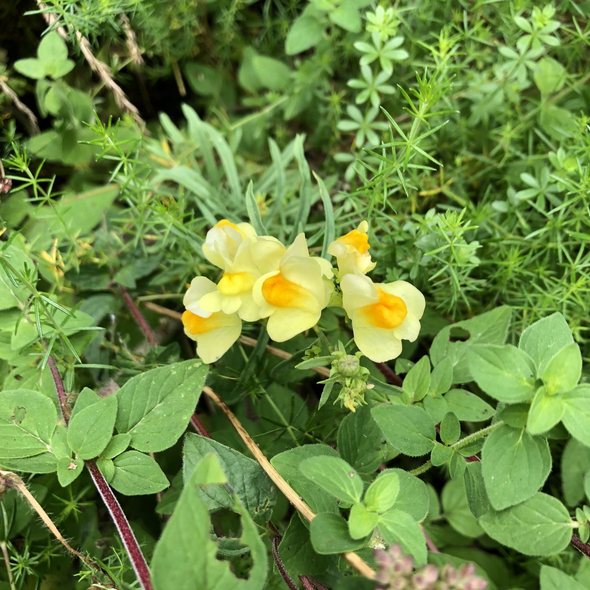 Toadflax