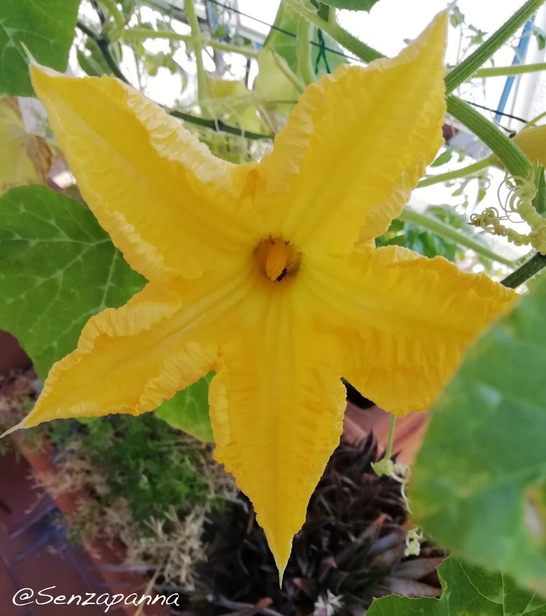 Senza_Panna's tweet photo. SenzaPanna: Scapece di zucchine. La ricetta del lunedì. https://t.co/UY6t3MRDq5 
#scapece #laricettadellunedì #zucchine #cucinaitaliana https://t.co/lfb9bh9cdY