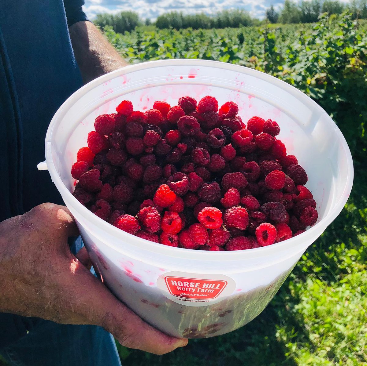 hellozohreh's tweet image. Went #raspberrypicking today with my parents 
@horsehillberry . Super safe; following #covid19 protocols intensely. It is important to support local farmers during this time. #yegfood #upick #yeg