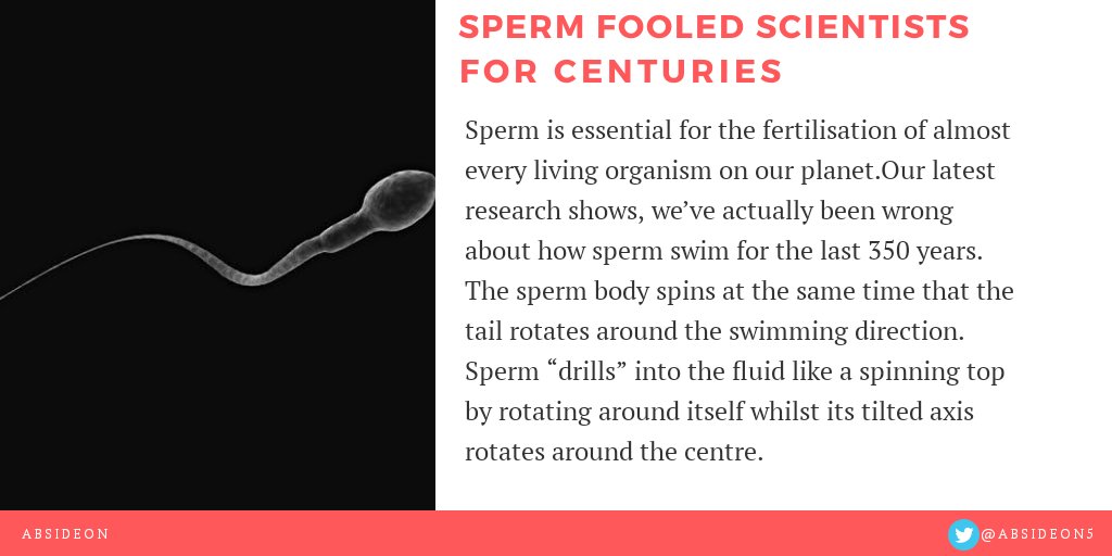 Absideon5's tweet photo. SPERM FOOLED SCIENTISTS FOR 350 YEARS:THEY ACTUALLY SPIN

Our perception of how sperm swims hasn’t change since 1700s.We believe that sperm swim forward by wiggling their tail from side-to-side but recent research shows they actually spin.
#science #sperm #Biology #research https://t.co/oR7jan2gmI