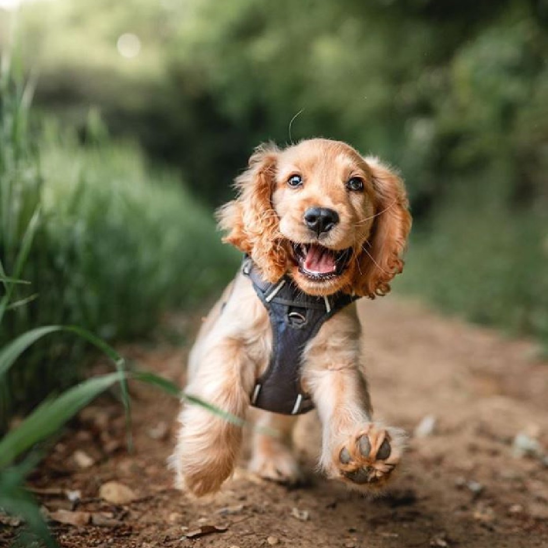 petsukofficial's tweet photo. Running to Pets at Home when you realise it's National Spoil your Dog Day😆😂

📸 (@spanleythestaniel on IG) https://t.co/pOJDMkBWJ3