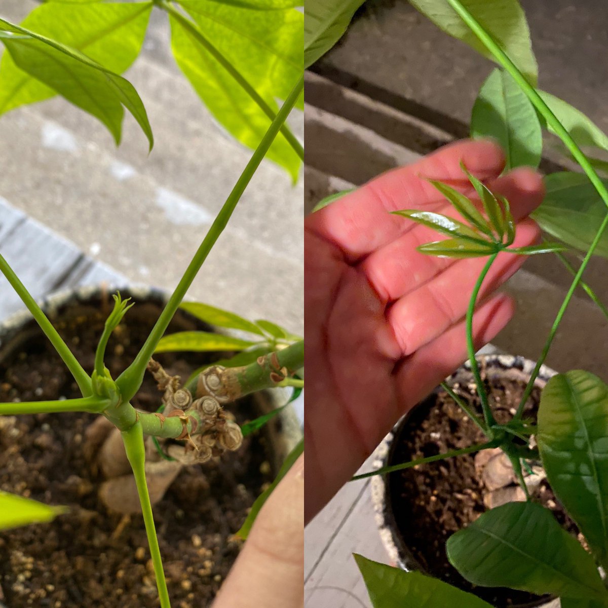noneXcore's tweet image. One week apart 🥺💓 #luckytree