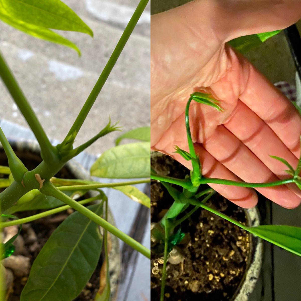 noneXcore's tweet image. One week apart 🥺💓 #luckytree