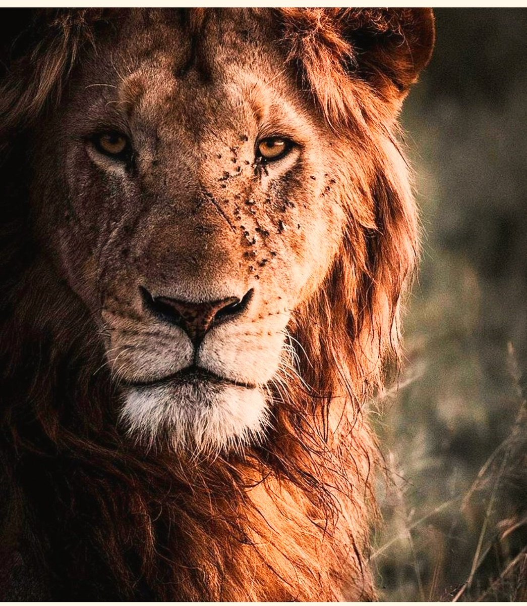 MayuAD2's tweet photo. "Two worlds merge at the gates of dusk, and somewhere between the light and shadows a king is born." #worldlionday2020 #myfavoriteanimal https://t.co/hJW8CkOWxK