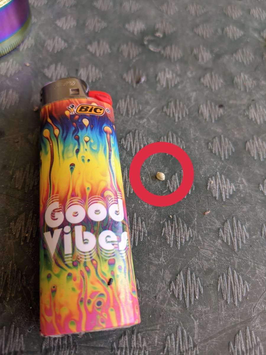Queeriene's tweet image. Cannabis seed next to a standard size Bic lighter