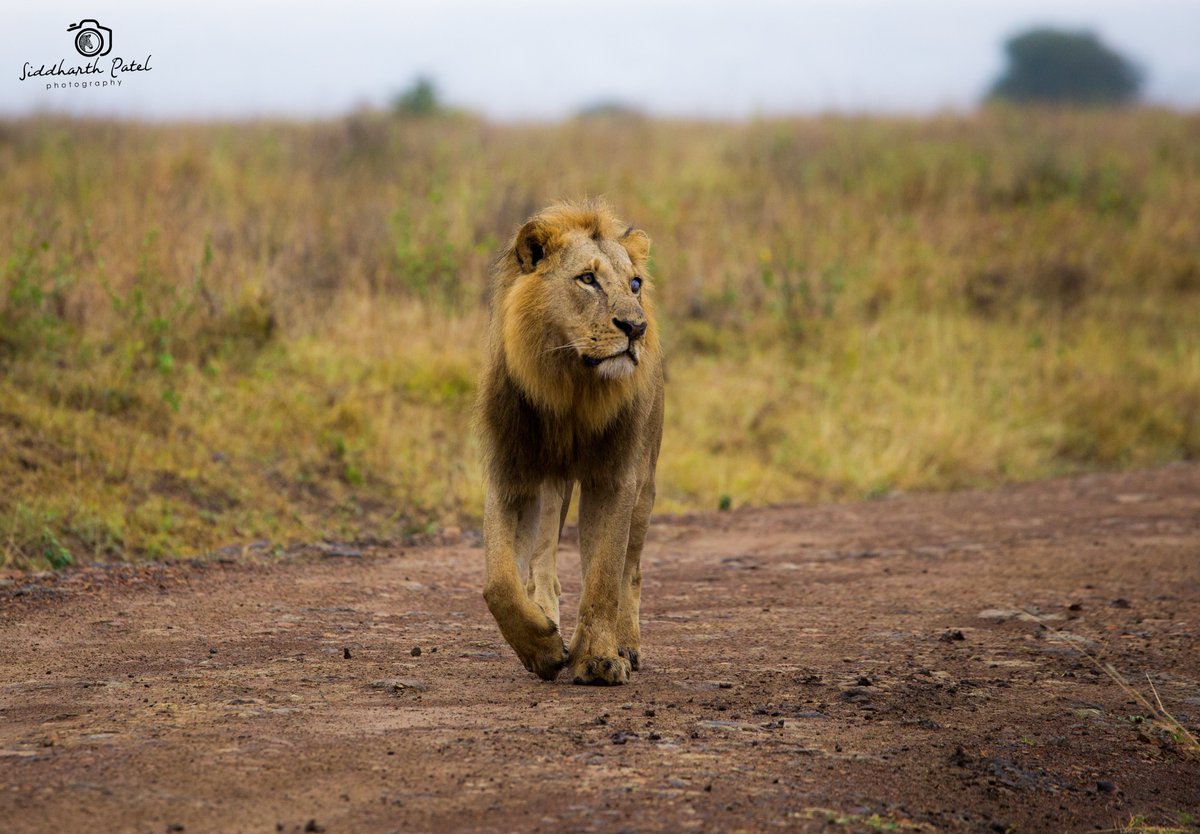 wildlifedirect's tweet photo. Today is #WorldLionDay!

Lions are listed as vulnerable with only about 20000 left in Africa &amp; about 2000 individuals in Kenya. They are now extinct in 26 African countries. Discover more on the latest #WildlifeWarriors Kids newsletter here https://t.co/02UuCiURK5

📸@SiddharthP1 https://t.co/Ugx3eYlBJ4