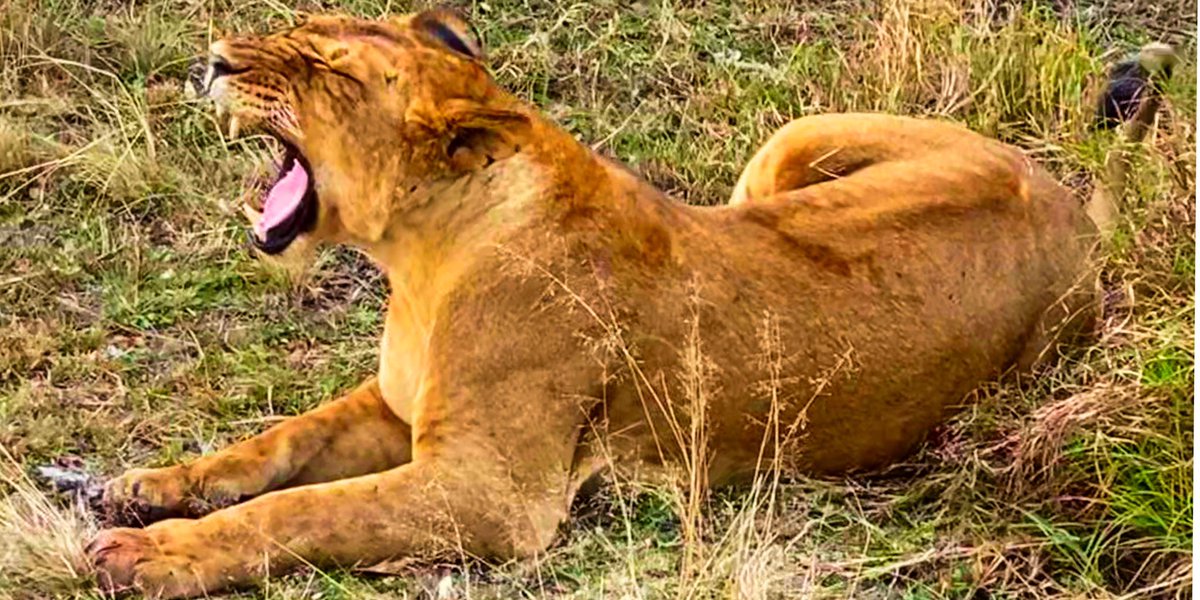 Min_TourismKE's tweet photo. DID YOU KNOW?
A lion's roar can be heard up to eight kilometres away. Happy #WorldLionDay 🦁 https://t.co/3WzEp9HUC6