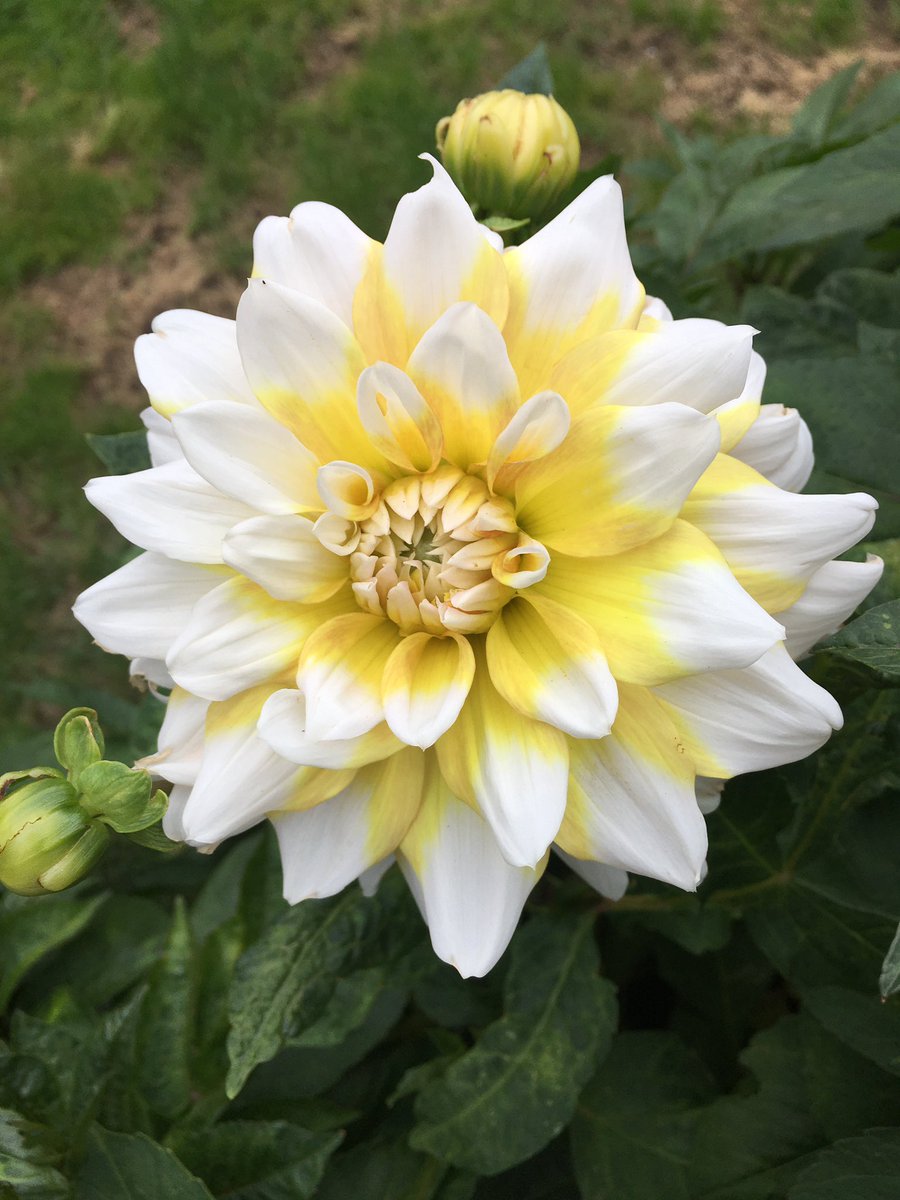 barbosavl's tweet photo. Captured yesterday during my morning run. I usually run without stopping for 45 minutes but I make an exception when I see such beauty #Flowers #amazingnature #myscenicroute #scenicrun #nature #running #flowerphotography #MondayMotivaton https://t.co/jXcrMIUVNG