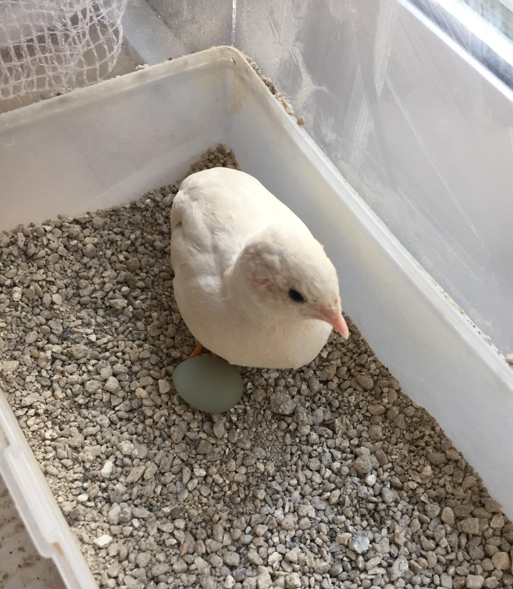家族が生き物ラブでして Himeuzurasaku Twitter