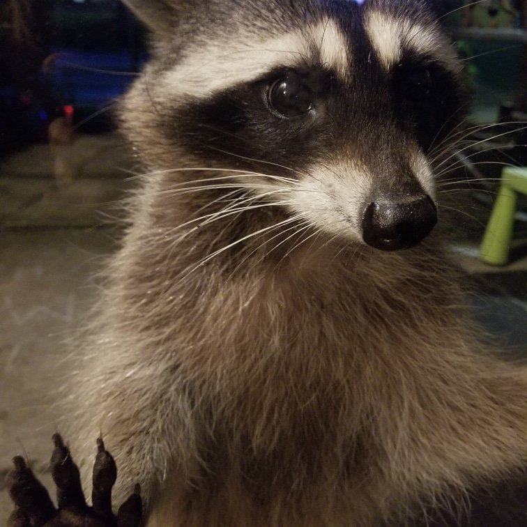 Shaunna13's tweet photo. #Happi #raccoon https://t.co/ZSJO7pfAMn