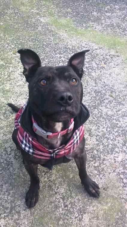 Please RT BRUNO'S details to help him find his furever home
findingfureverhomes.org.uk/dogs/bruno/