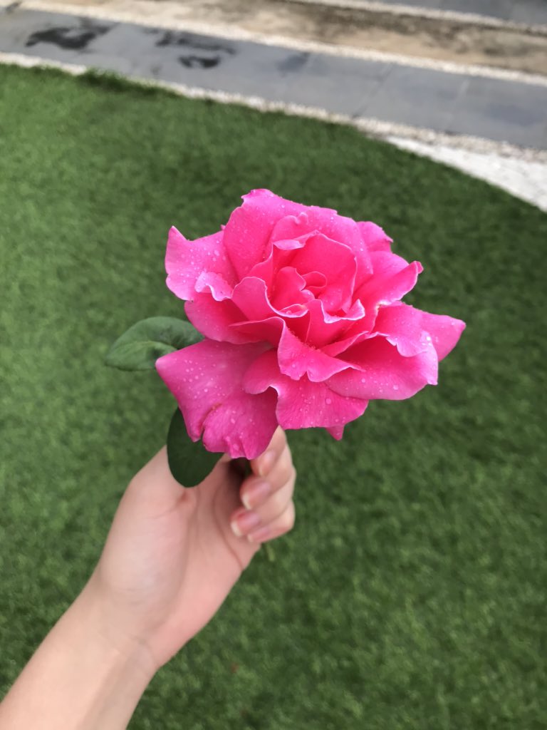andreinaborges_'s tweet photo. Amo las rosas https://t.co/uHYJ1kA3lz