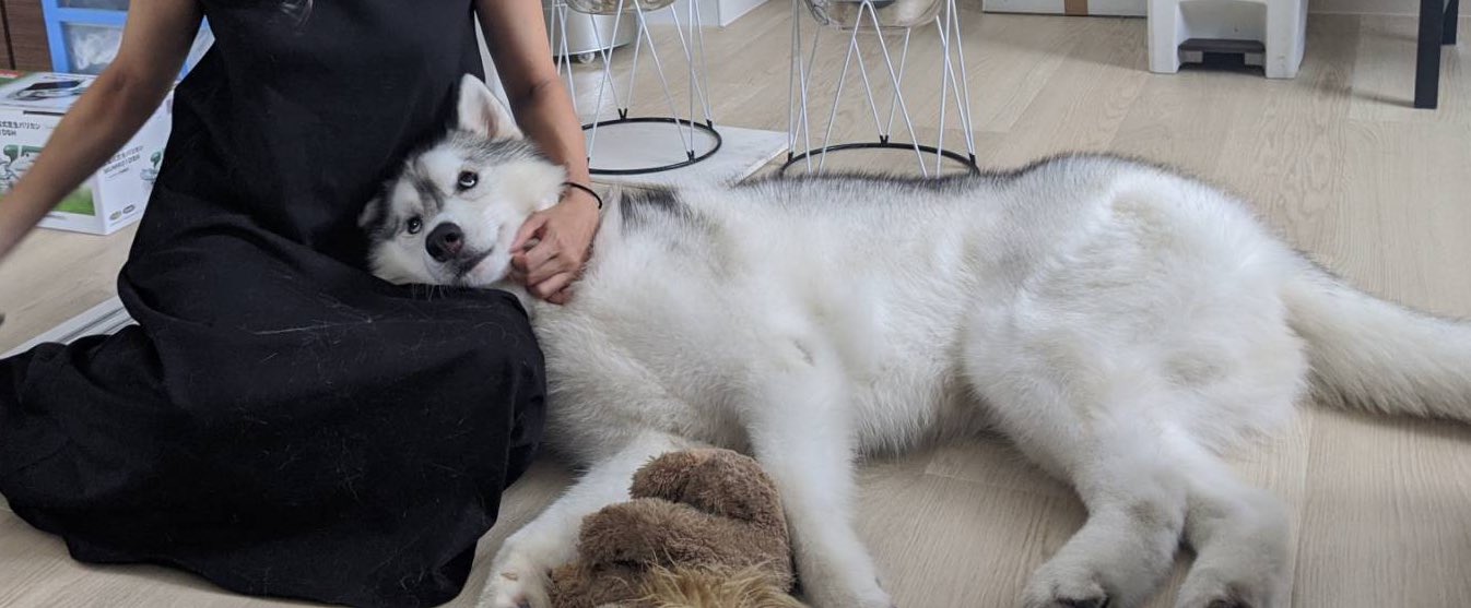 アポロ シベリアンハスキー Apollothehusky Twitter