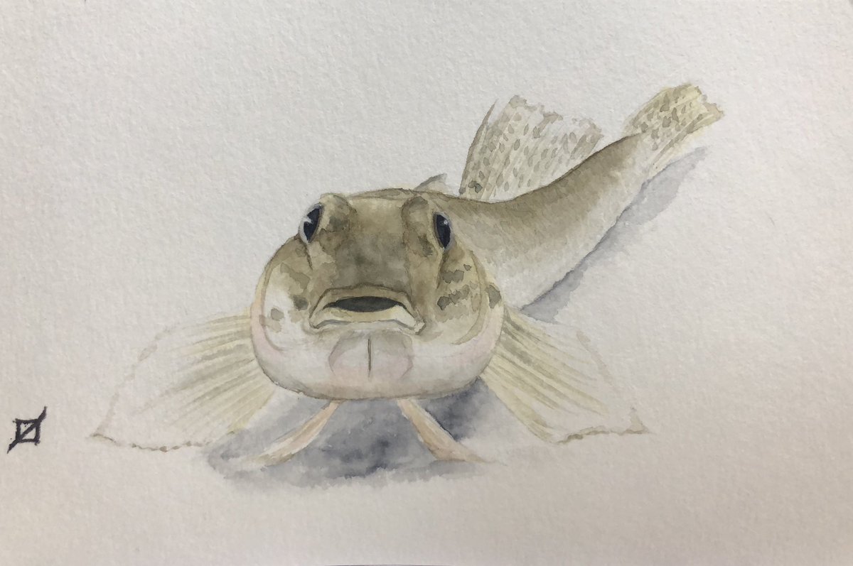 魚絵 Twitter પર હ શટ ગ