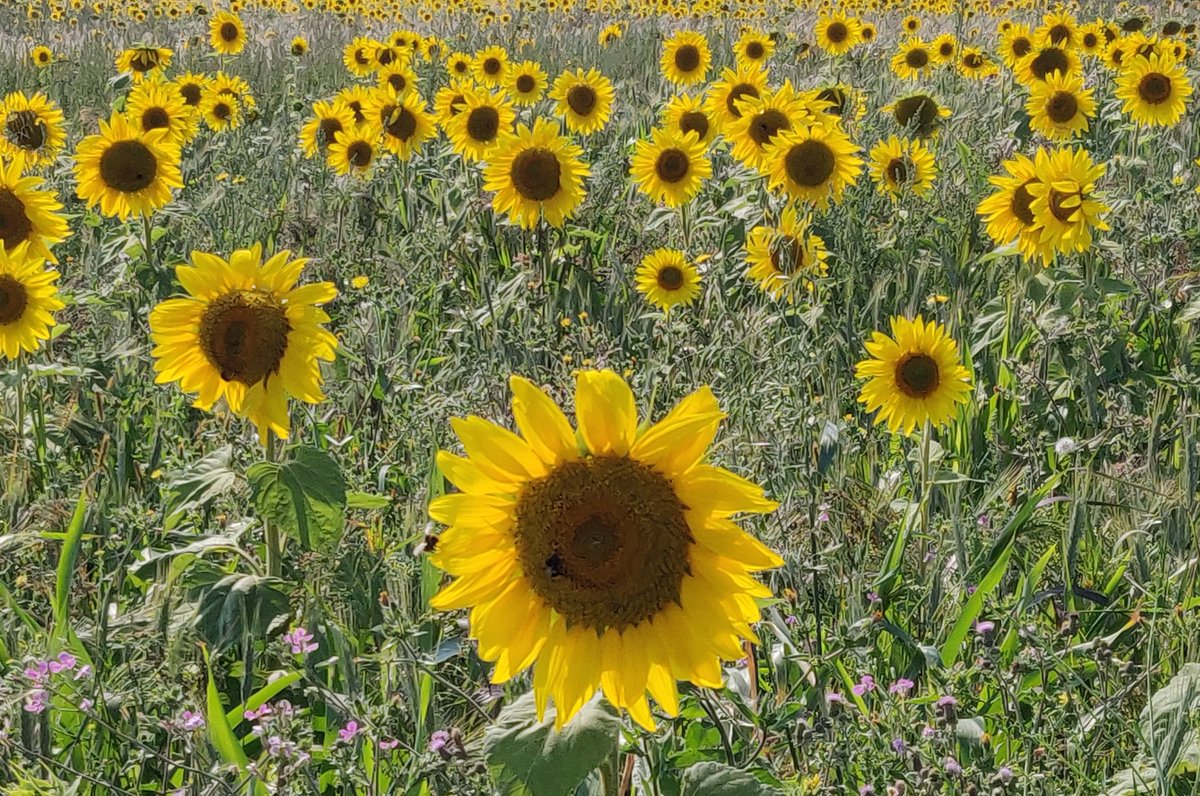 TideLineArt's tweet photo. Yesterday I found myself in the company of sunflowers and it was a rather joyous experience! 🌞🌞wishing you all a happy Sunny Monday #MondayMotivation #sunnyday #MondayMorning https://t.co/WOYubDuqe2