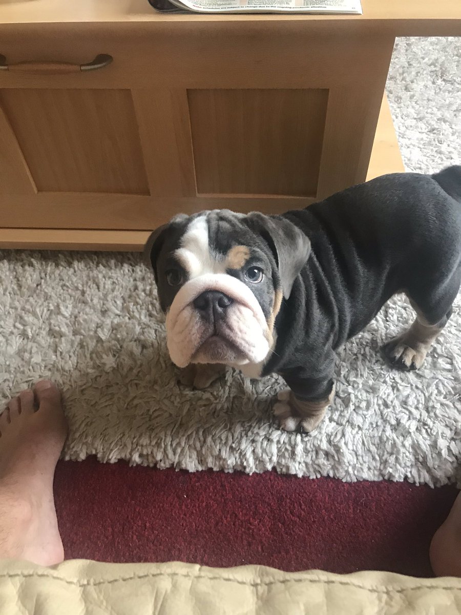 Reeves77Scott's tweet photo. Reggie https://t.co/e67W5NWc40
