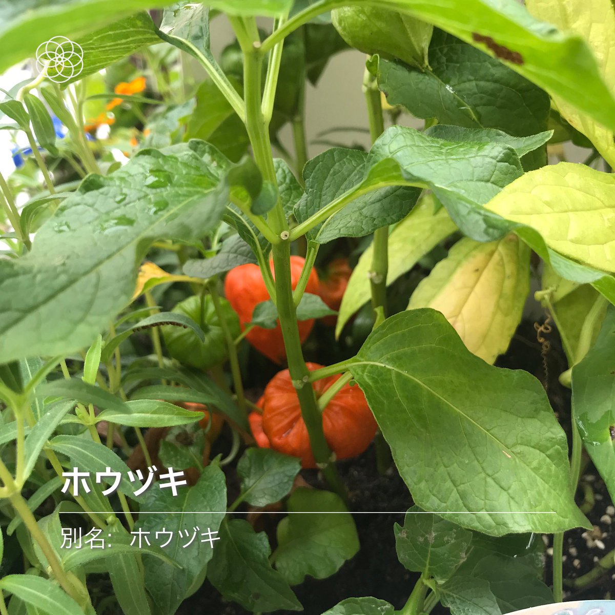魂祭 魂祭