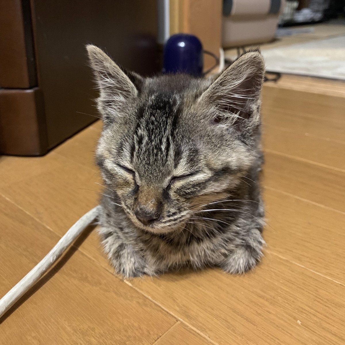 loveless_4's tweet photo. 子猫保護して1週間くらいでだいぶ大きくなった https://t.co/CQLDzbMdS9