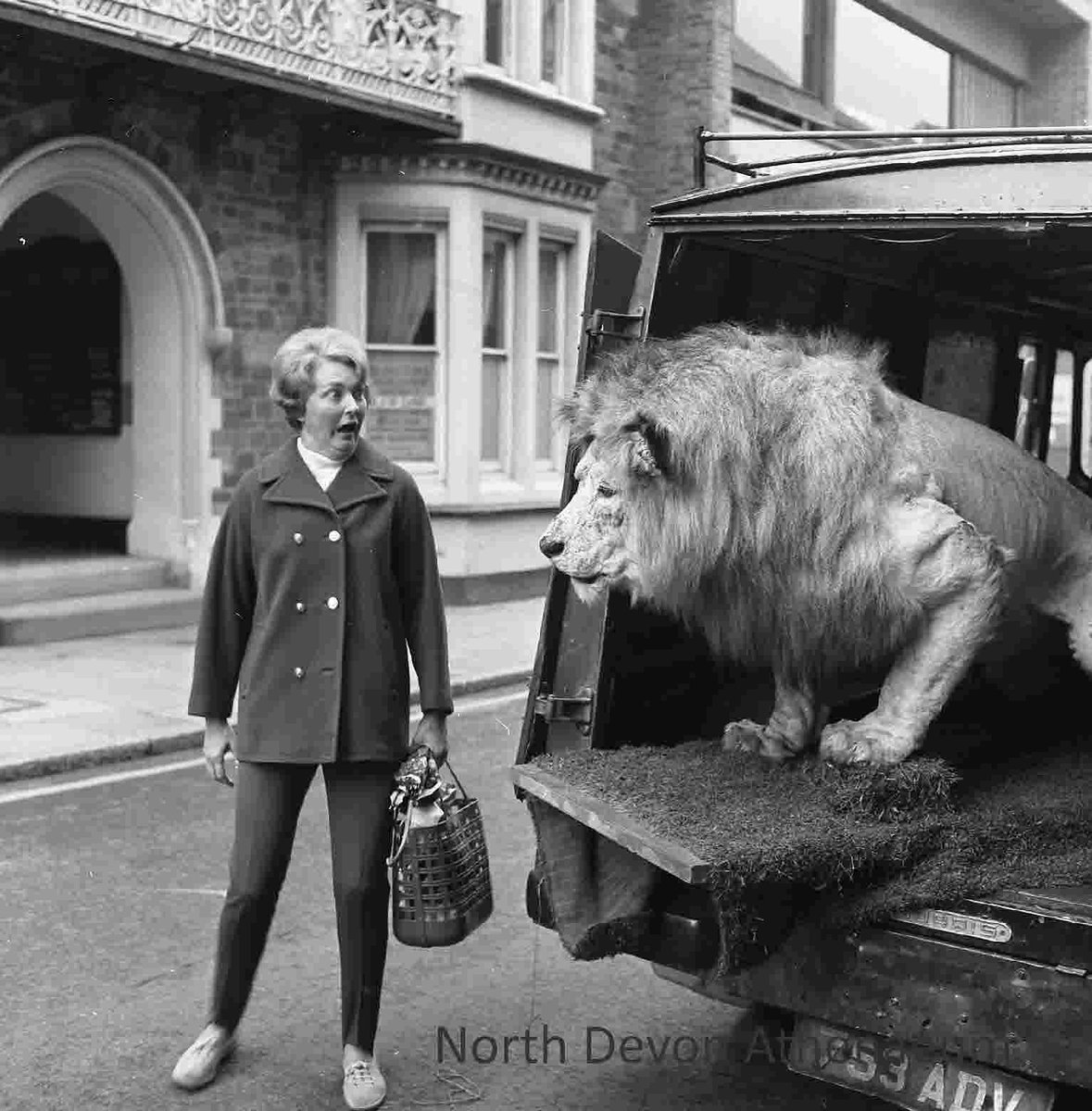 Since it's World #LionDay we've got the perfect excuse to re-share our favourite Lion picture...Barbara Bidgood meeting a stuffed Lion in Barnstaple High Street in 1969! He was part of the Lions Club of Barnstaple’s display entry for the Barnstaple Carnival. 🦁😍😲