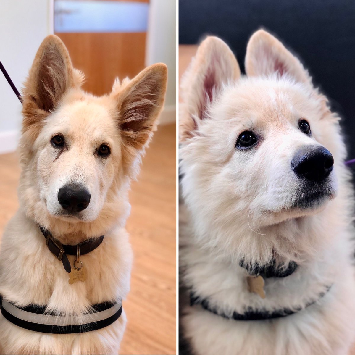 Look how much the handsome Ghost has grown over the last few months! He visited us yesterday to get a sore paw checked over and we were thrilled to see him. 😍
buff.ly/2SvWgcu