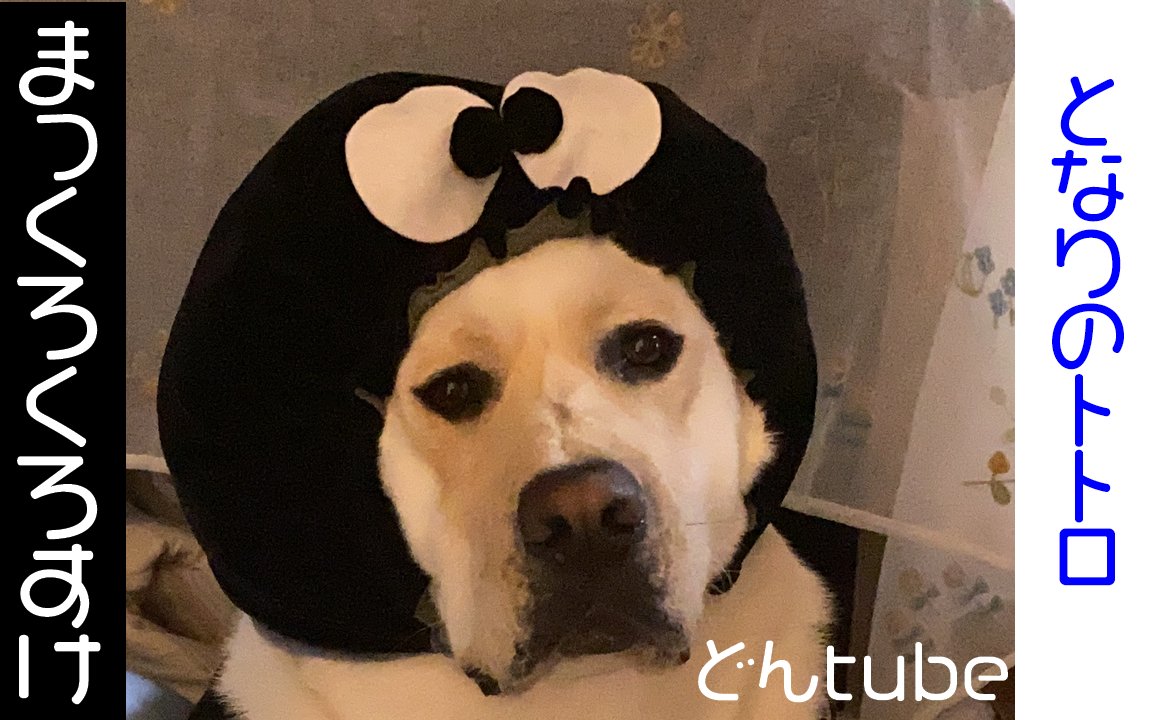 ジブリ犬 ジブリ犬