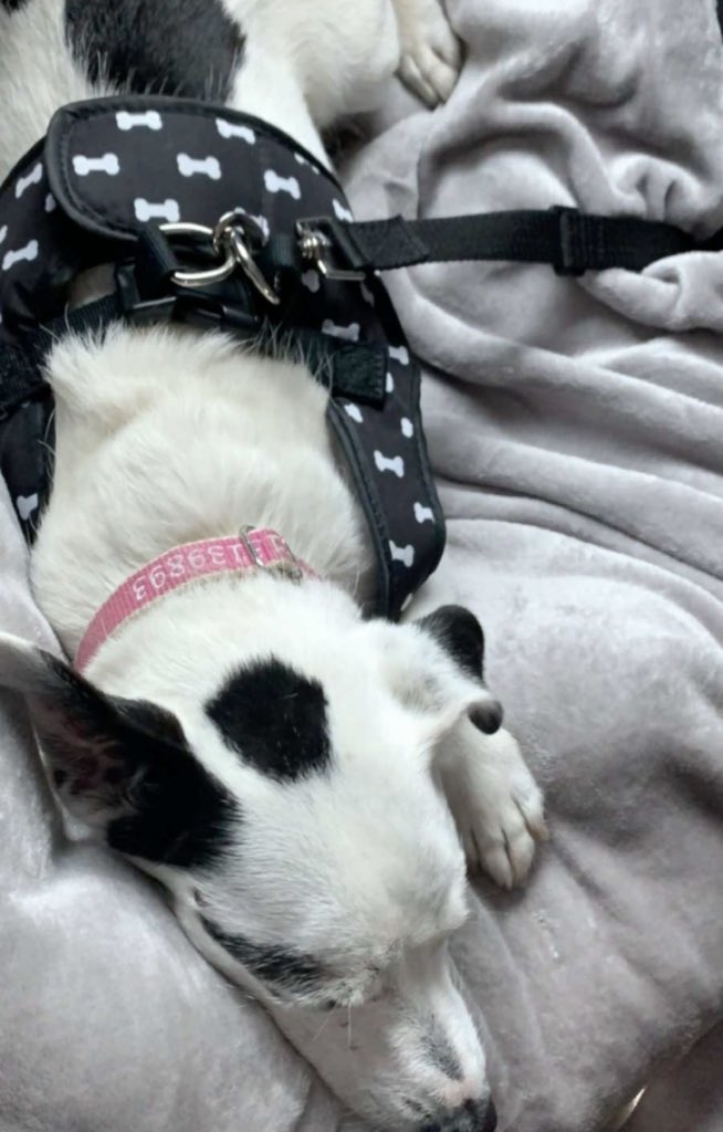 FretwellDaisy's tweet photo. So I’m on a roadtrip with some of my people to Wales for a couple of days &amp; it’s raining! #ItsADogsLife #DaisyParsons #Wales 🏴󠁧󠁢󠁷󠁬󠁳󠁿 https://t.co/11IPGFe2Fj