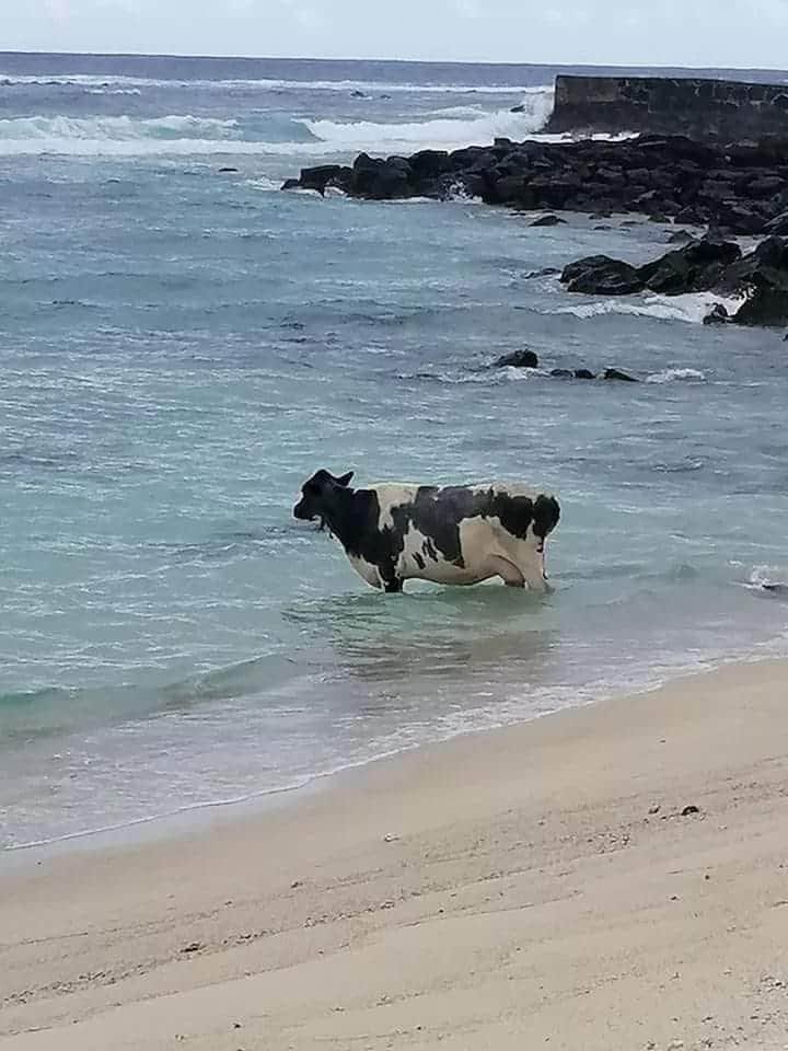 Cagri Taner On Twitter Denize Bakan Inek Fotolari Beni Hep Uzmustur