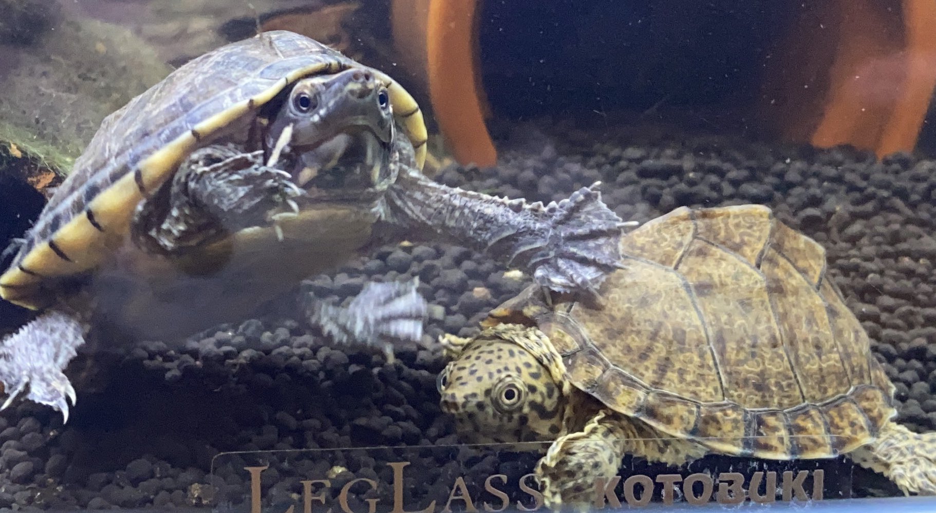 ニオイガメ観察 ミシニのゴマちゃんとカブニのグリちゃん ちょっとずつ大きくなってきたけど 相変わらず一緒にわちゃわちゃしててカワイイ ミシシッピニオイガメ ミシニ カブトニオイガメ カブニ 亀 カメ 動物 ペット Turtle Love 混泳